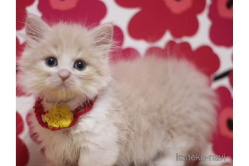 成約済の東京都のマンチカン(短足)-71217の4枚目